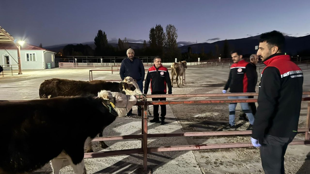 Erzincan Canlı Hayvan pazarı açıldı