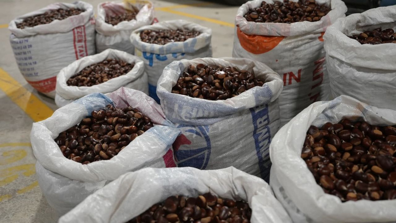 Coğrafi işaretli "Düzce Kuzu Kestane" pazarda satışta