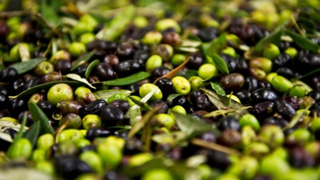 Artvin’de, 2025-2026 zeytin sezonu fiyatları açıklandı